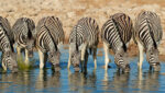 Parco-Nazionale-di-Etosha