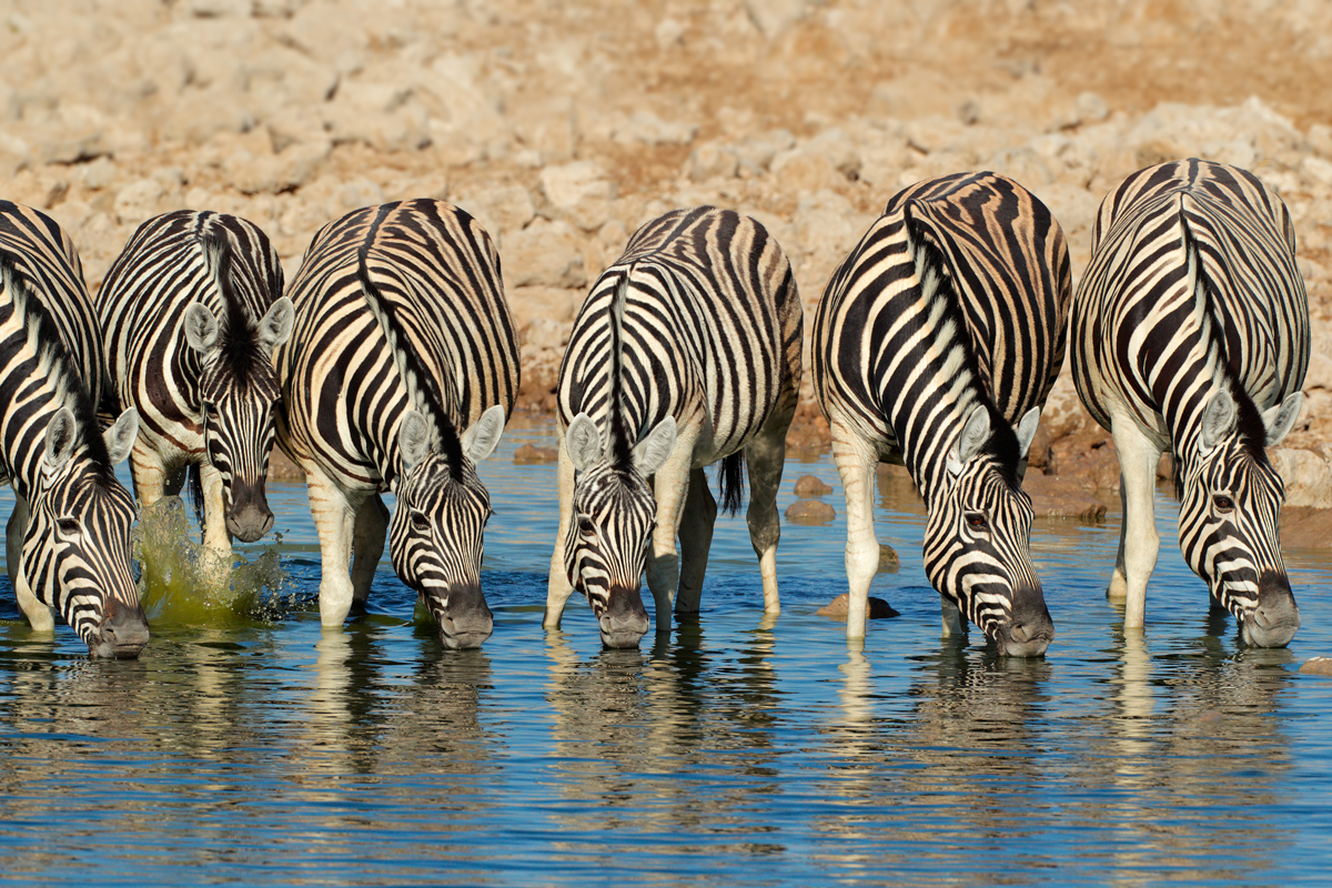 Parco-Nazionale-di-Etosha