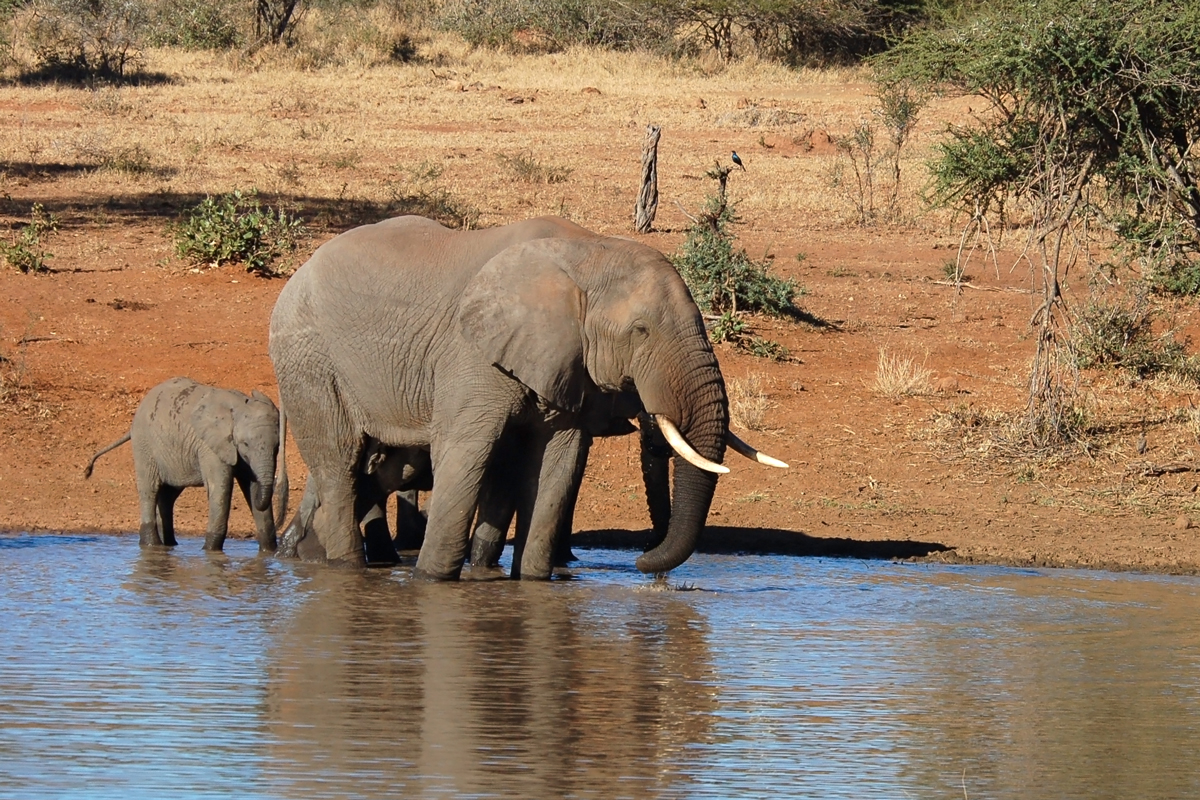Sudafrica-Parco-Kruger