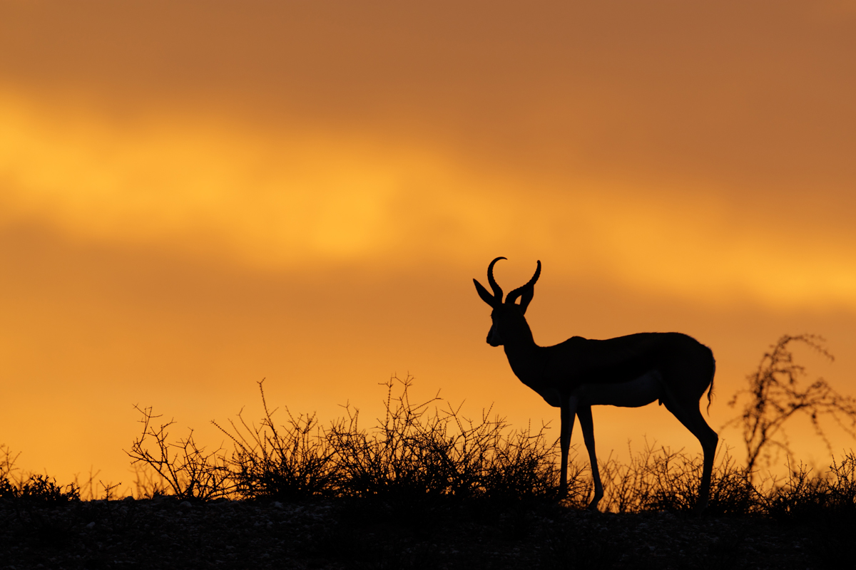 Sudafrica-Parco-Transfrontaliero-Kgalagadi